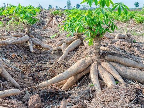 Cassava(fufu) is anticancer and antidiabetic Agent?