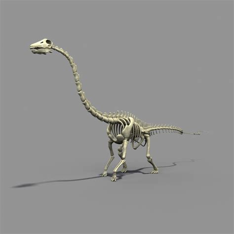 diplodocus skeleton 3d model