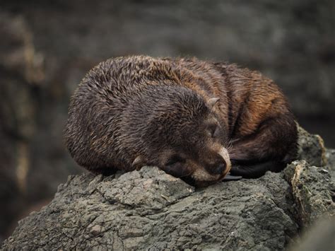 Photo of the week: Fur seal pup at Cape Palliser | Conservation blog