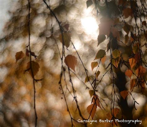 Dappled Light | Dappled light, Painting, Light