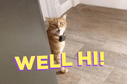 Well Hi Cat GIF - Find & Share on GIPHY