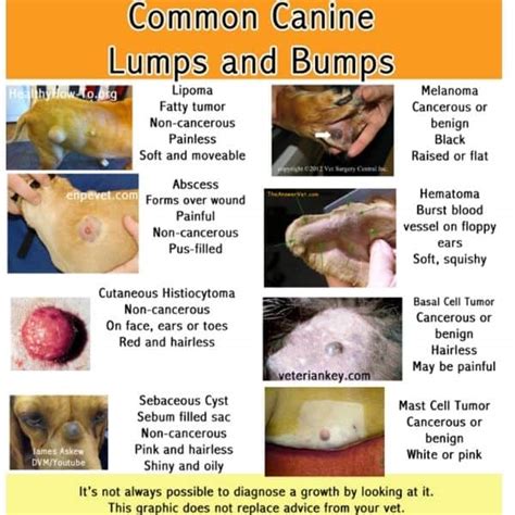 Cancer Vs Lipoma In Dogs | Sitelip.org