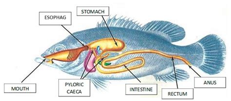 Digestive enzymes in fish - Veterinaria Digital