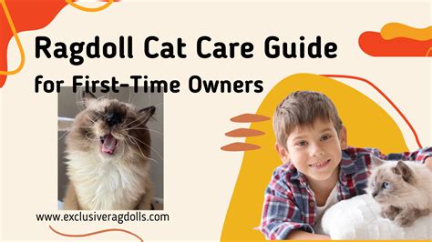 Ragdoll Cat Care Guide