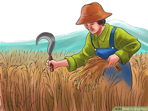 Farmers clipart paddy cultivation, Farmers paddy cultivation ...