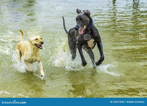 Dogs Playing In The Water Royalty Free Stock Photos - Image: 32921858