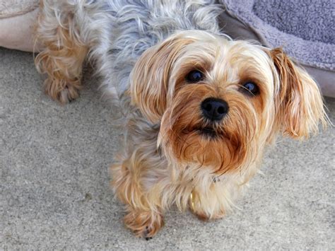 A Guide To Yorkie Grooming & Hairstyles | Canna-Pet®