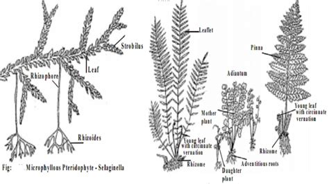 Pteridophytes Examples