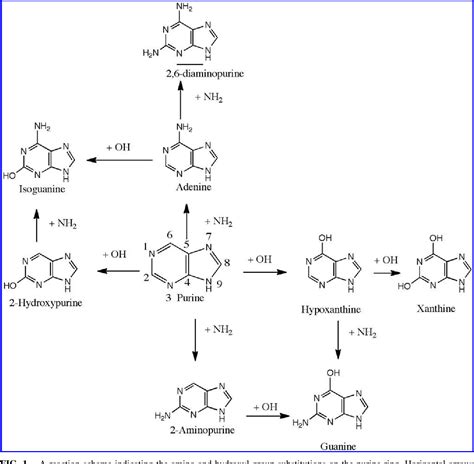 Figure 1 from Mechanisms of the Formation of Adenine, Guanine, and ...