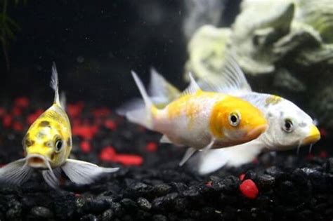 Baby Koi Fish : How To Raise Baby Koi - Pet Care Stores