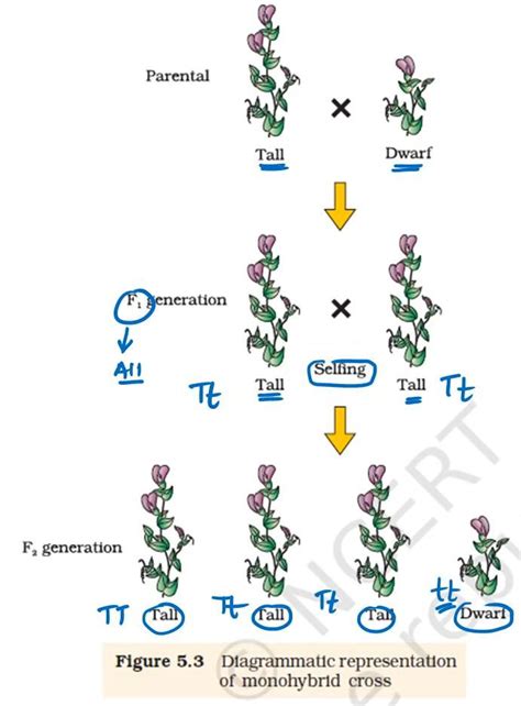 Diagrammatic representation of monohybrid cross | Representation, Map ...