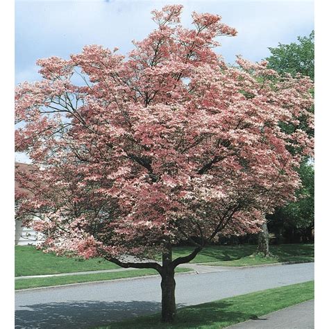 1 Count Pink Flowering Dogwood Flowering Tree in Pot (With Soil) (L3181) at Lowes.com