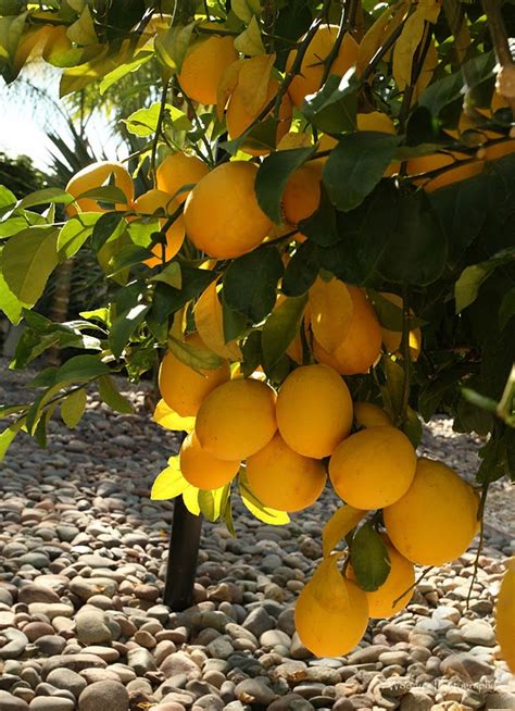 1000+ images about Lemon & Lemon Trees on Pinterest | Capri italy, The ...