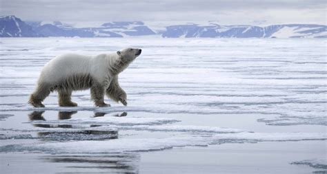 10 choses à savoir sur l'ours polaire - Faune Arctique - Grands Espaces