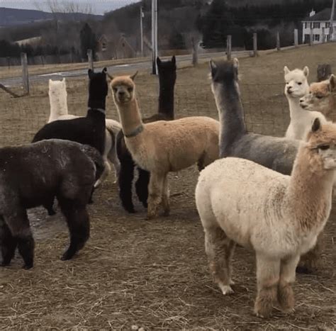 Alpaca Farm ~ What to Know About Raising Alpacas - Rural Living Today