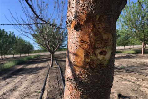 Bacterial Canker and Blast in California Almond Trees | West Coast Nut