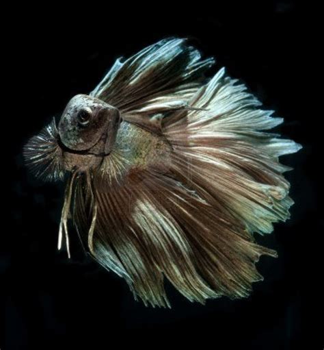 Betta Fish - Betta Fish Photo (34361981) - Fanpop