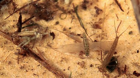 Damselfly larvae - Stock Video Clip - K003/3466 - Science Photo Library