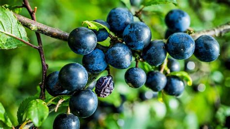 Blackthorn (Prunus spinosa) - British Trees - Woodland Trust