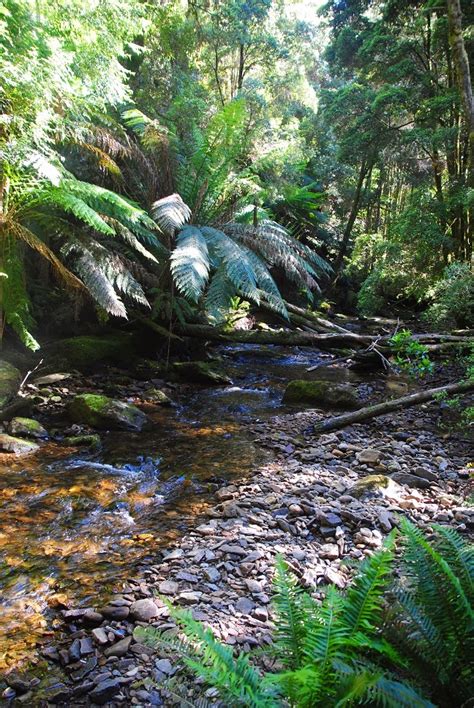 Smith's Aussie Adventures: Franklin-Gordon Wild Rivers National Park