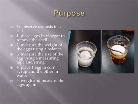 Egg osmosis experiment