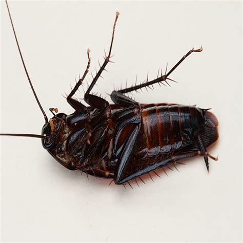 Smokybrown Cockroaches: Identification, Control and Facts