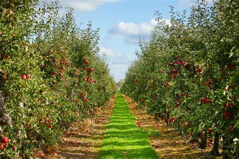 Your Official Hudson Valley Apple Picking Farm Guide