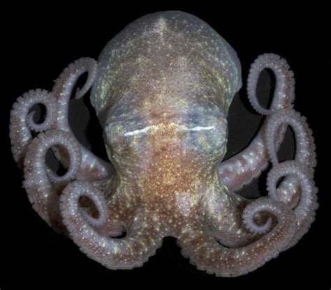 All Octopuses Are Venomous | Live Science