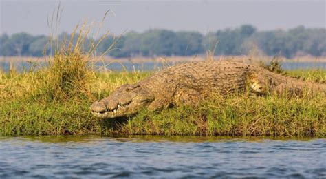 Magical Mana Pools - Wildlife Photography Africa