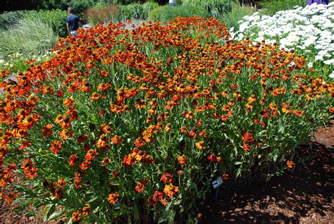 Summer Flowering Heleniums Should Not Make You Sneeze | What Grows ...