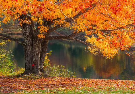 2023 Fall Foliage Forecast - New England