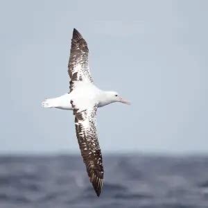 Antipodean albatross - Facts, Diet, Habitat & Pictures on Animalia.bio