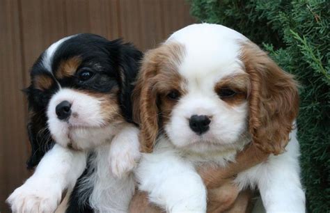 Lovely, Lovely Babies!! - - - - - - -Cavalier King Charles Spaniels ...