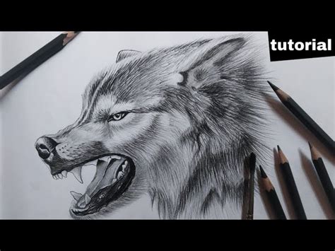 Angry Wolf Drawing In Pencil