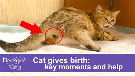 Cat gives birth to the tiniest kitten - process and comments - YouTube