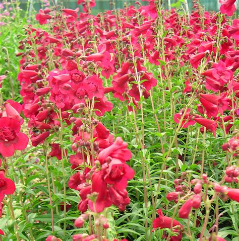 Plant Profile | Penstemon