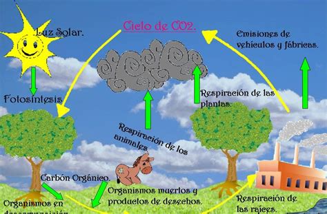 CICLOS DE LA NATURALEZA.: CICLO DEL CARBONO.