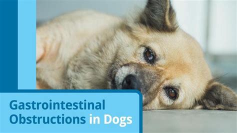 Dog Perforated Bowel: Causes, Symptoms, and Treatment