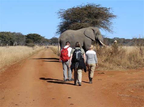 Rhino and elephant conservation in Zimbabwe | Responsible Travel