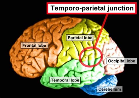 posterior superior temporal sulcus News Research Articles