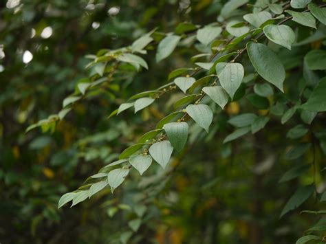 Oblique-leaved jujube | Rhamnaceae (buckthorn family) » Zizi… | Flickr