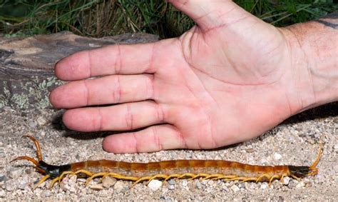 Perspective - Giant Desert Centipede | Focusing on Wildlife