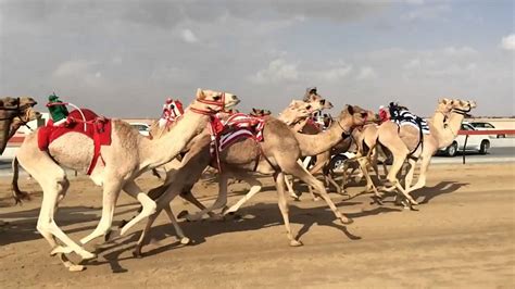 Camel Race Dubai - YouTube