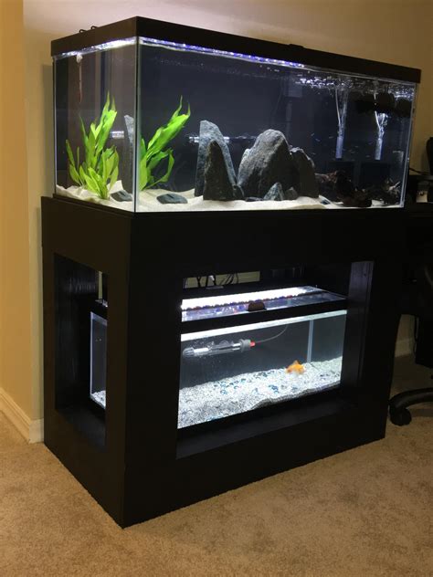 My setup. 40 gal Breeder up top with ten Cardinal Tetra and two shrimp ...