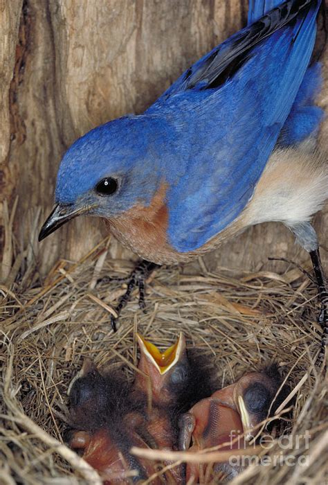 Eastern Bluebird Feeding Its Young Photograph by Millard H. Sharp