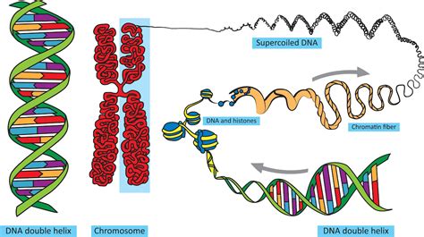 Dna Packaging