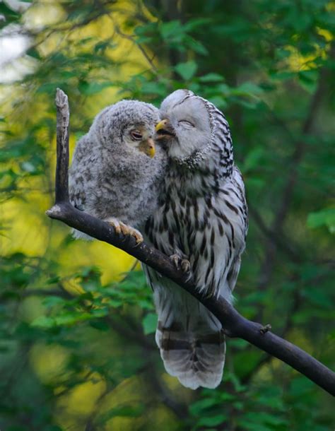 20 Birds Taking Care Of Their Babies