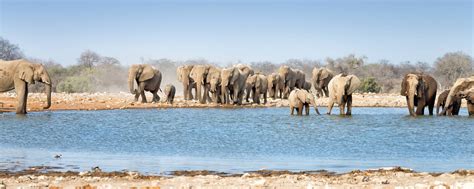 Namibia Safari Tours | Packages, Cost, Book Trip [2025]