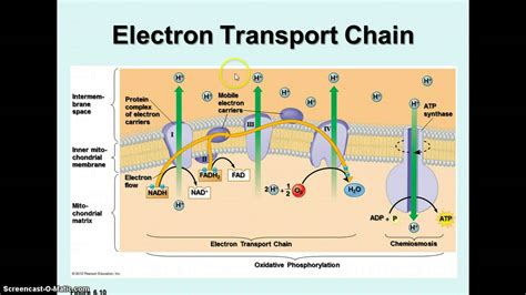 Electron Transport Chain Diagram Cellular Respiration | www.pixshark ...