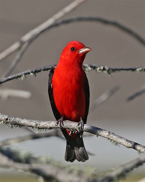 Pictures and information on Scarlet Tanager